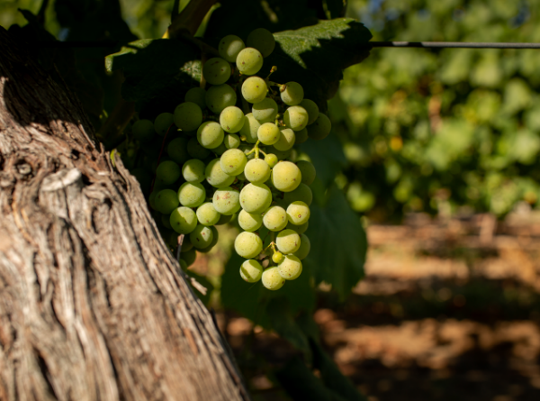 Quinta de Santa Cristina